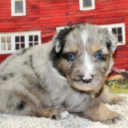 Blue Merle Male1 - Blue merle male Miniature Australian Shepherd puppy in Ronan, Montana from Dirt Road Aussie’s of Montana