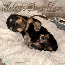 Rowan - Black and cream male Dachshund puppy in Atwood, Oklahoma from Holder’s Doxie Farm