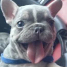 French Bulldogs from Fancy Frenchies