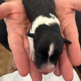 Black - Tri-color male Border Collie puppy in Palmetto Bay, Florida from Hill Valley Border Collies
