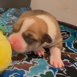 AKC Green Pineapple - Sable male Pembroke Welsh Corgi puppy in Summerfield, Florida from Promise Land Farm
