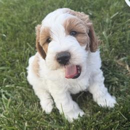 Bowie - Parti male Goldendoodle puppy in Huntington, Utah from Krispydoodle
