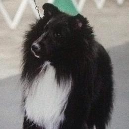 Shetland Sheepdogs from Jeanne Murawski's Shetland Sheepdogs