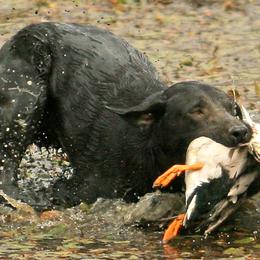 Labrador Retrievers from Meglyn Retrievers