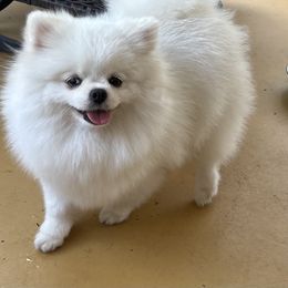 Mandi - Pomeranian