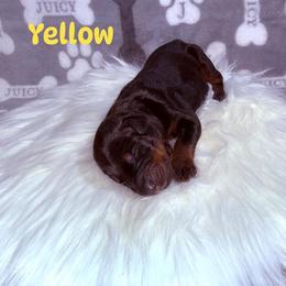 Yellow - Black and rust male Doberman Pinscher puppy in Louisville, Kentucky from Ruiz Dobermans