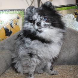 Gemma - Blue merle female Pomeranian puppy in Memphis, Michigan from Magix'z Pomeranians