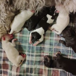 Miniature Schnauzer puppies from Gus Puppies