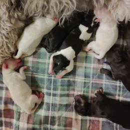 Miniature Schnauzer puppies from Gus Puppies