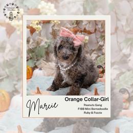 Orange Collar - Marcie - Chocolate merle female Bernedoodle puppy in Lexington, North Carolina from Deborah’s Doodles