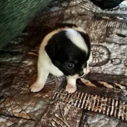 Stevie Nicks - Black and white female Chihuahua puppy in Amelia, Virginia from Pannell’s Precious Pups