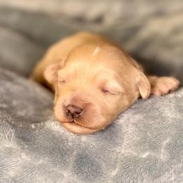 Girl 2 - Gold and white female Shihpoo puppy in Tropic, Utah from Lady Paws-Kara