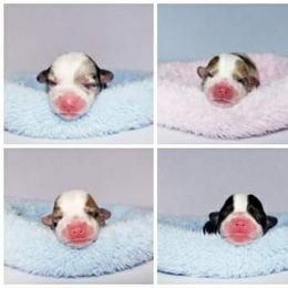 American Corgi and Pembroke Welsh Corgi Puppies from Whimsical Treasure Corgis