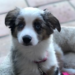 Miniature Australian Shepherd, Shih Tzu, and Toy Australian Shepherd Puppies from River Springs Aussies