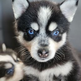 Freckles - Black and white male Pomsky puppy in Franklinton, Louisiana from VooDoux Farms