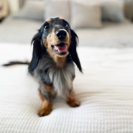 Lily - Dachshund