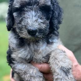 Flicker - Phantom female Poodle puppy in St. Johnsbury, Vermont from Poodles of the Northern Woods