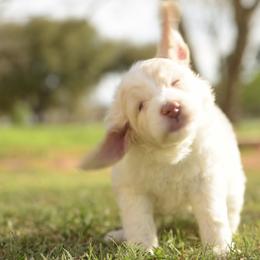 Labradoodle Puppies from I Love U Back Labradoodles