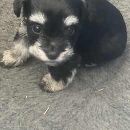 Miniature Schnauzer Puppies from Rodriquis Pasley
