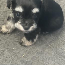 Miniature Schnauzer Puppies from Rodriquis Pasley