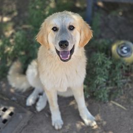 Buttercup - Tan female Colorado Mountain Dog puppy in Chino Valley, Arizona from Big Sky Acres