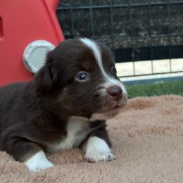 Boy 3 - Red tri male Miniature Australian Shepherd puppy in Arizona from Country Charm Mini Aussies