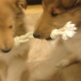 Collies from Good Dog