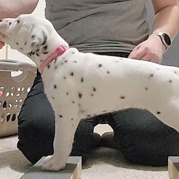 Pink - White and black Dalmatian puppy in Fort Dodge, Iowa from Carter's Dalmatians