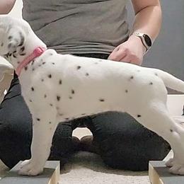 Pink - White and black Dalmatian puppy in Fort Dodge, Iowa from Carter's Dalmatians