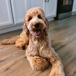 Ellie - Goldendoodle