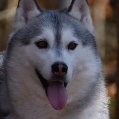 Ellie - Siberian Husky