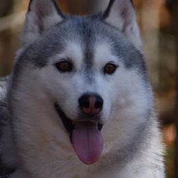Ellie - Siberian Husky