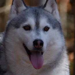 Ellie - Siberian Husky