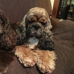 Cocker Spaniels from Hill Crest Cockers