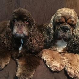 Cocker Spaniels from Hill Crest Cockers