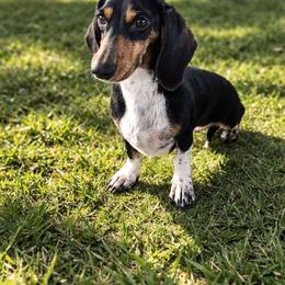 Addie - Dachshund