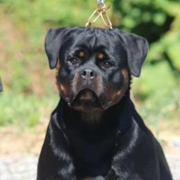 Olly - Rottweiler