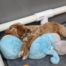 Double Doodle and Goldendoodle Puppies from Big Red Paw Doodles