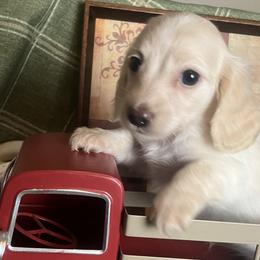 Blossom - Cream female Dachshund puppy in Sharon Springs, New York from Show Us The Way Homestead