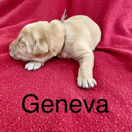 Geneva - Yellow female Labrador Retriever puppy in Mineral, Virginia from Canine Assist