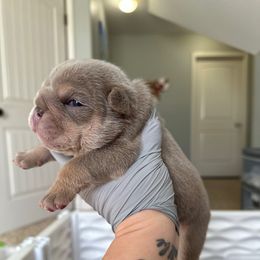 McGhee - Lilac tri-color male Bulldog puppy in Hernando, Mississippi from Blues City Bulldogs