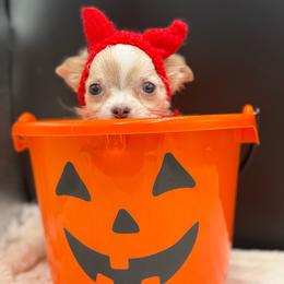Nez - Merle male Chihuahua puppy in Lee Center, New York from Alfheim-Andromeda Chihuahua's (A &A's)