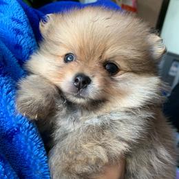 LUCKY - Orange sable female Pomeranian puppy in Los Angeles, California from Lucky Poms of LA