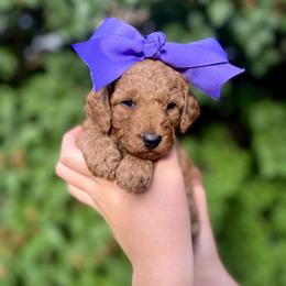 Goldendoodle Puppies from Idaho Sugar Doodle Pups