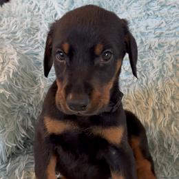 Boy 3 - Black and rust male Doberman Pinscher puppy in Centralia, Missouri from TopSpots Farm