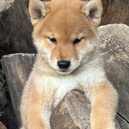 Haku - Red male Shiba Inu puppy in Winthrop, Minnesota from Kayobi Shibas