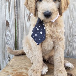 Goldendoodle Puppies from Penny Doodles