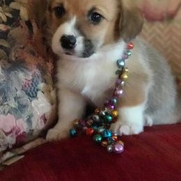 Pembroke Welsh Corgi Puppies from Bluebonnet TLC Kennels