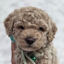 Charlie - Yellow and white male Bernedoodle puppy in Vernon, Texas from Sugarland's Texas Goldendoodles