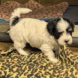 Lou - Black and white female Coton de Tulear puppy in Mead, Oklahoma from Bar W Cotons